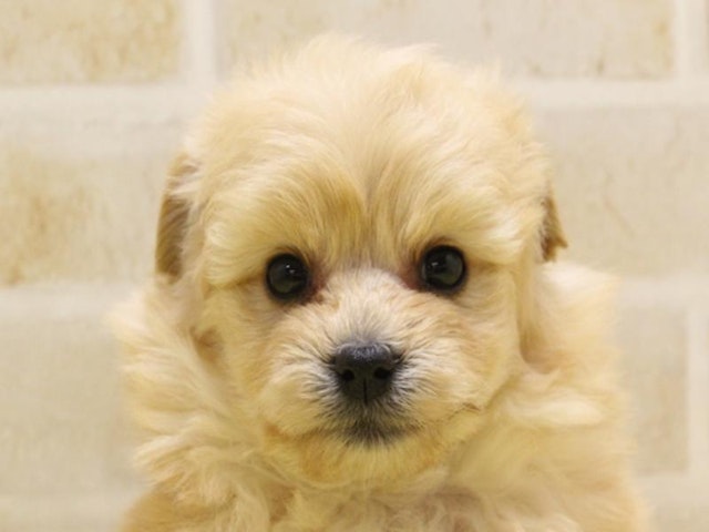 福岡県のハーフ犬 (ペッツワン福岡新宮店/2024年2月3日生まれ/女の子/アプリコット)の子犬